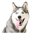 Husky Gang!!!