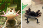 Axolotls grasshoppers and rats are the best!