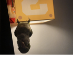 The crazy C