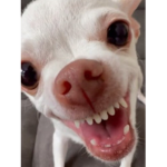 Camera dog
