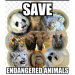 Try help save the animals