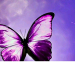 Butterfly Aesthetic