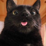 catz r kool