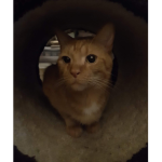 Odin L.
