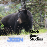 The Black Bear Studios
