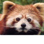 Red panda squad fan group