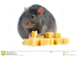 RAT AND MOUSE HOLE