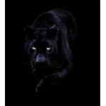The black panthers UwU