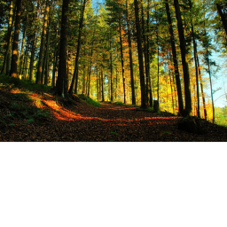 chill forest