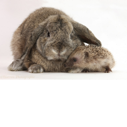 Village of the Bunnies And Hedgehog