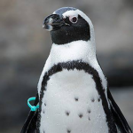 Penguins0