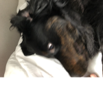 •Bruno da doggo•