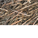 Sticks