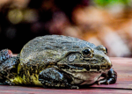 Frogs The Best:=
