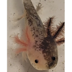 Axolotl club the coolest there are