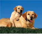 animal group join if you love animals