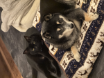 猫と犬好き集まれ！