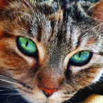 Warrior Cats: Ultimate Edition Fan Groupe Français