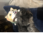 Doggy league