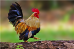 I have a pet chicken :3
