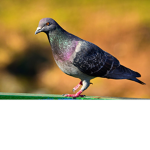 CIA Pigeons