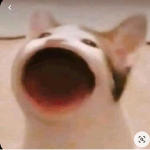 POP CATS >:)