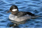 Ducky Dudes2