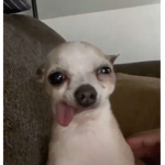 ⋆⊱Secret Clothing⊰⋆