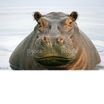 Hippoz