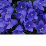 BlueBell Creations