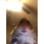 chimken nuggies