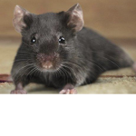 Rats in a hole