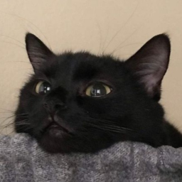 ˚🐈‍⬛🐾♡