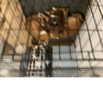 Dog eats cats