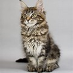 New Cats United