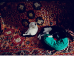 CLAN DEI GATTI