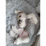 BiscuitandCotton