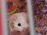 The hamster House adventure