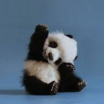 Panda's are cute