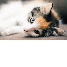 Kitty's place