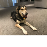 The friends of dogs