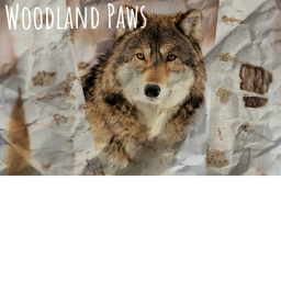 Woodland Paws