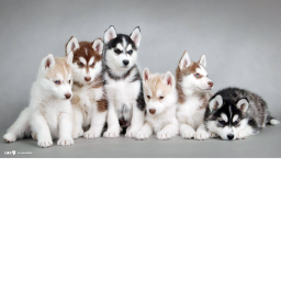 lila hannah and ava and ariana