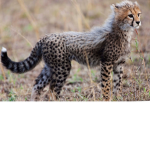 the pack of cheetahs
