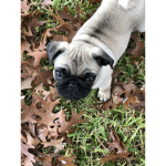 Obbies and pug addicts