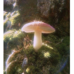 Fairies!!!