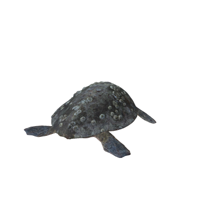 Killer Sea Turtle
