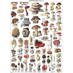 The Mushroom county