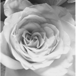 - amour