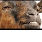 ScreamingGoatFamily